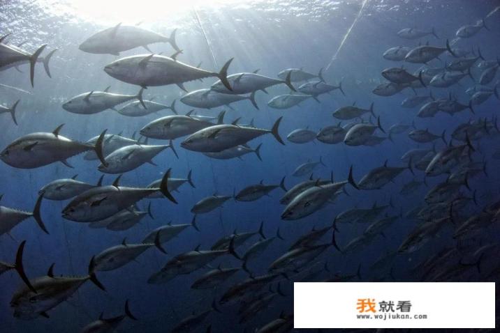 蓝鳍金枪鱼哪产的贵