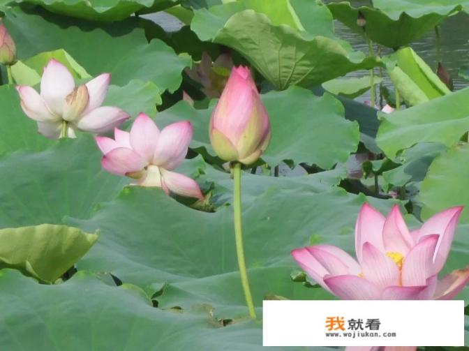 熟藕升糖指数？