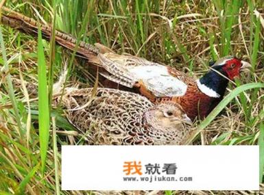 谁认识，野鸡脖子蛇，我小时候最害怕这蛇，这蛇撵人？