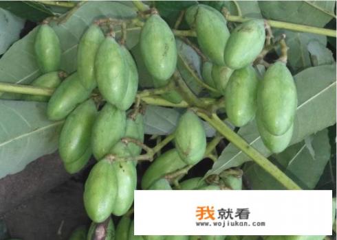 曲树是香椿树吗？