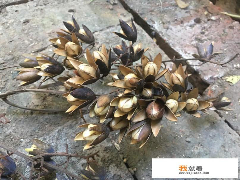 曲树是香椿树吗？