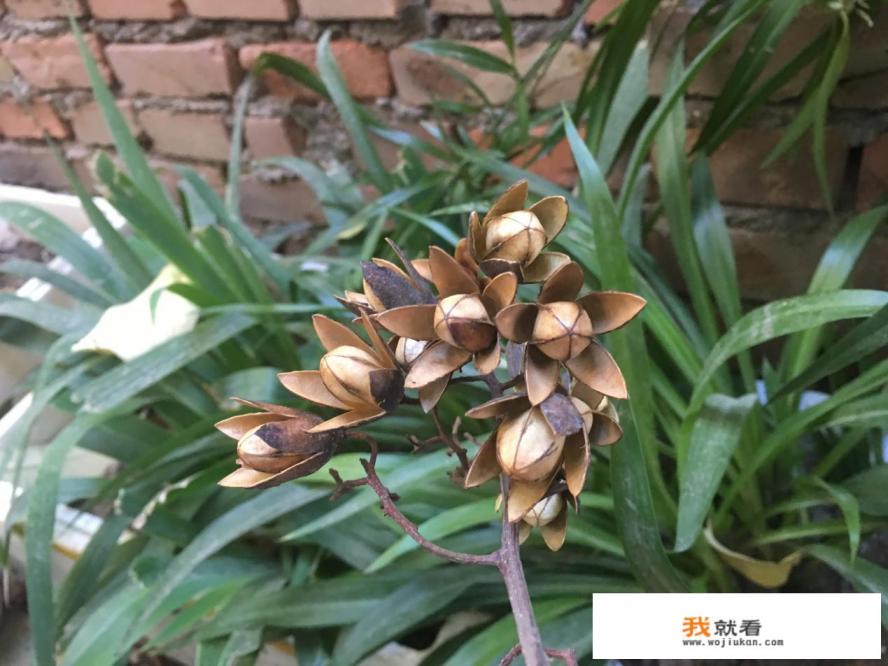 曲树是香椿树吗？
