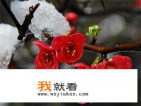 腊梅盆景养殖方法和注意事项？