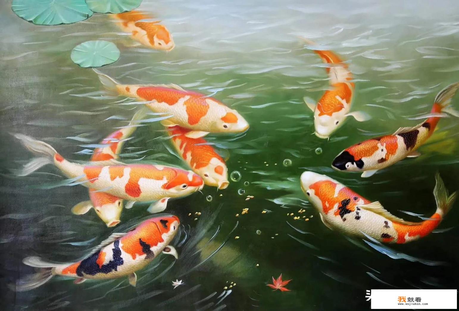 什么样的锦鲤是虎皮锦鲤？