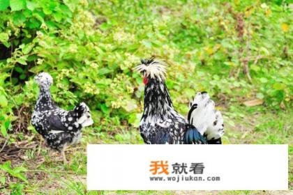 八宝贵妃鸡中八宝是指的什么？