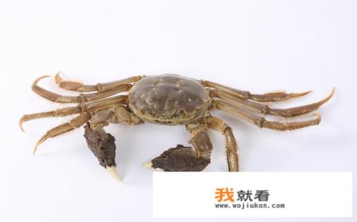 海蟹哪个品种好？