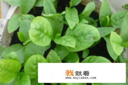 请问木耳菜的种植技巧？