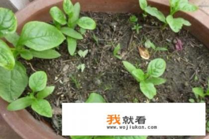 请问木耳菜的种植技巧？
