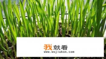 蒜苗种植方法及成长过程？