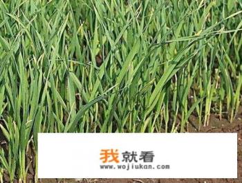 蒜苗种植方法及成长过程？