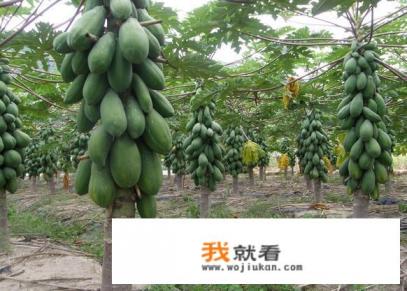 木瓜在北方冬天会不会冻死？