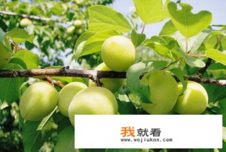 水果酒酿造工艺流程及方法？