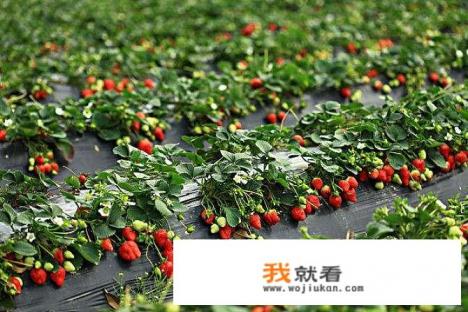 旺仔花束的花语