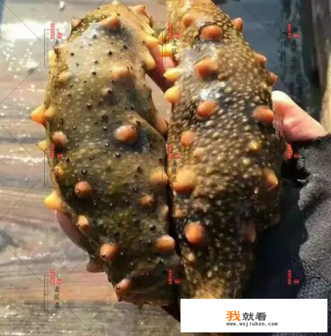 海参的种类及图片和名称？