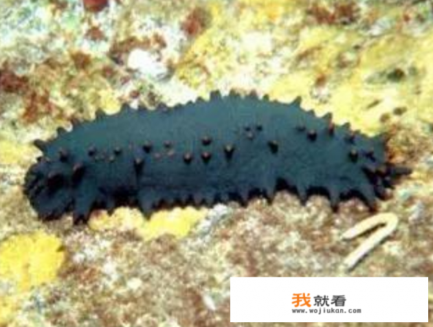 海参的种类及图片和名称？