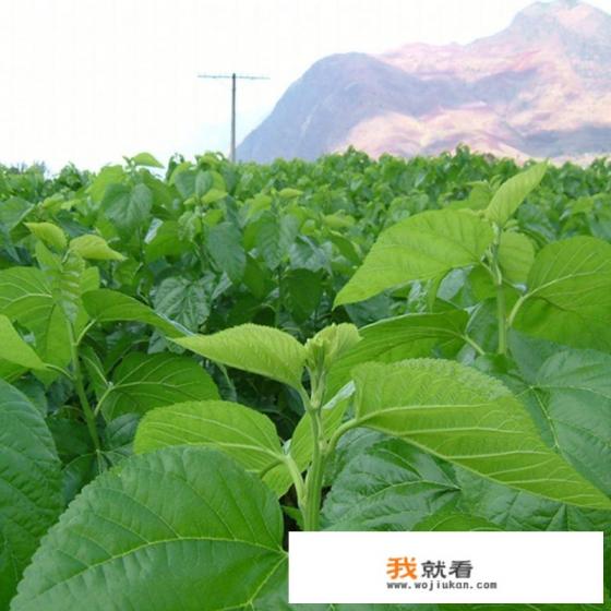 吃干桑葚有什么好处和坏处？