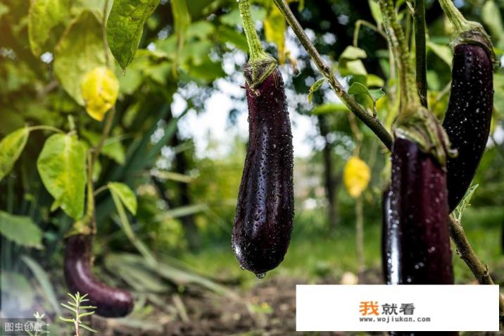 茄子含有哪些营养成分？