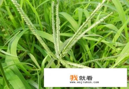 牛筋草的功效与作用？