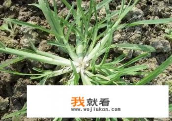 牛筋草的功效与作用？