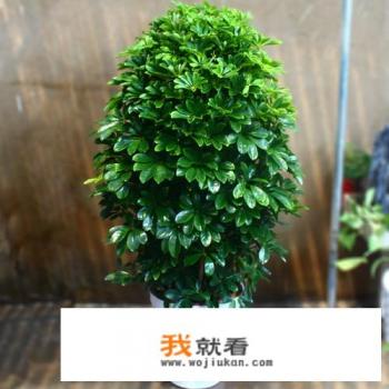 鸭脚木神奇之处？