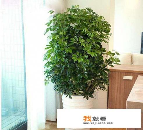 鸭脚木神奇之处？