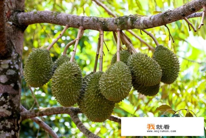 早孕可以吃榴莲千层蛋糕或者芒果千层蛋糕吗？