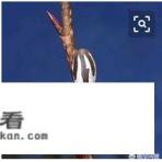 农村果树上的杨拉罐，做一道菜算得上美食吗？有感吃的吗？