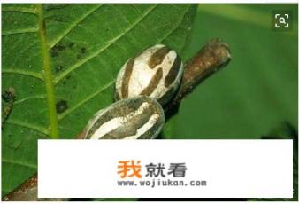 农村果树上的杨拉罐，做一道菜算得上美食吗？有感吃的吗？