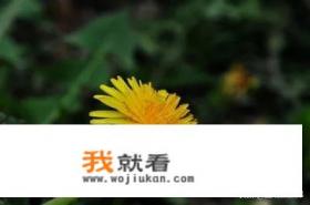 中国各省省花排名？