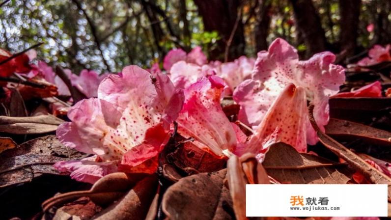 手机忘记密码怎么解锁最简单方法？