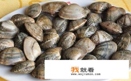 海蛤蜊怎么吐沙子？