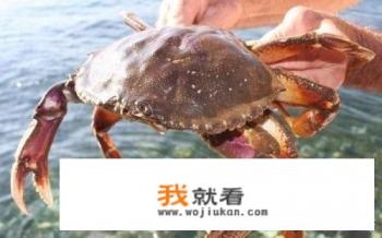 帝王蟹和珍宝蟹哪个好？