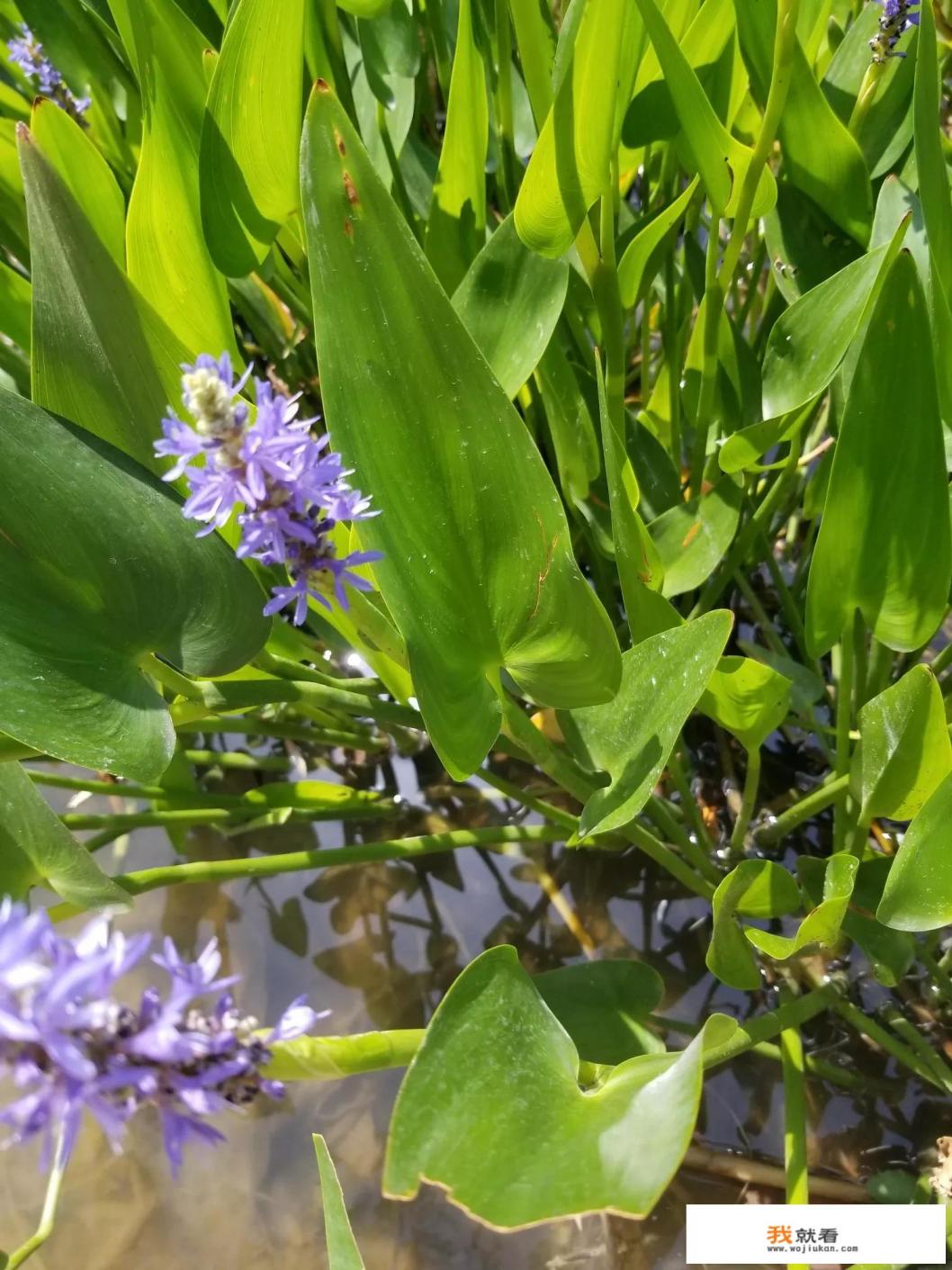 梭鱼草是一种什么样的植物？