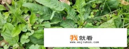 牛用舌头把草卷到嘴里然后嚼俩下又吐出来是什么原因？