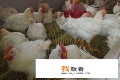 45天速成白羽鸡养殖项目靠谱吗？