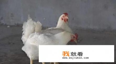 45天速成白羽鸡养殖项目靠谱吗？