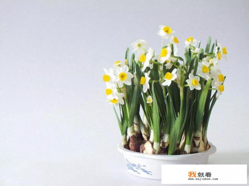 吃黄花菜能中毒么？