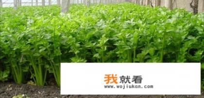 芹菜牛肉饺子的馅怎么调？