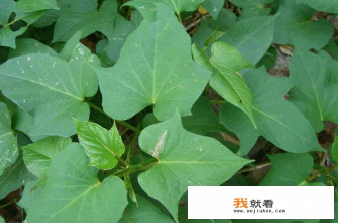天天吃红薯叶好吗？