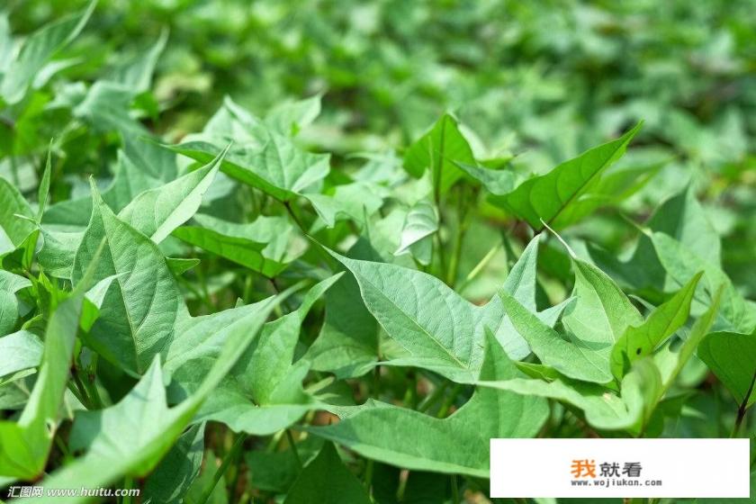 地瓜叶的功效是什么？
