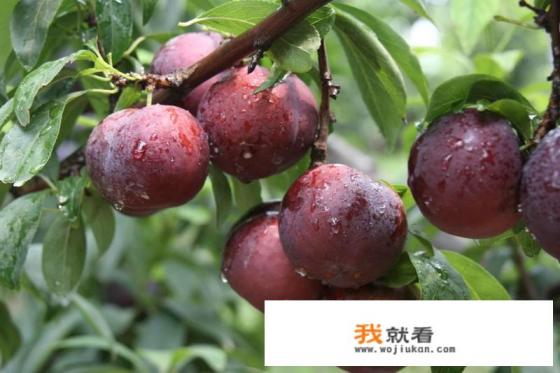 李子有什么营养？
