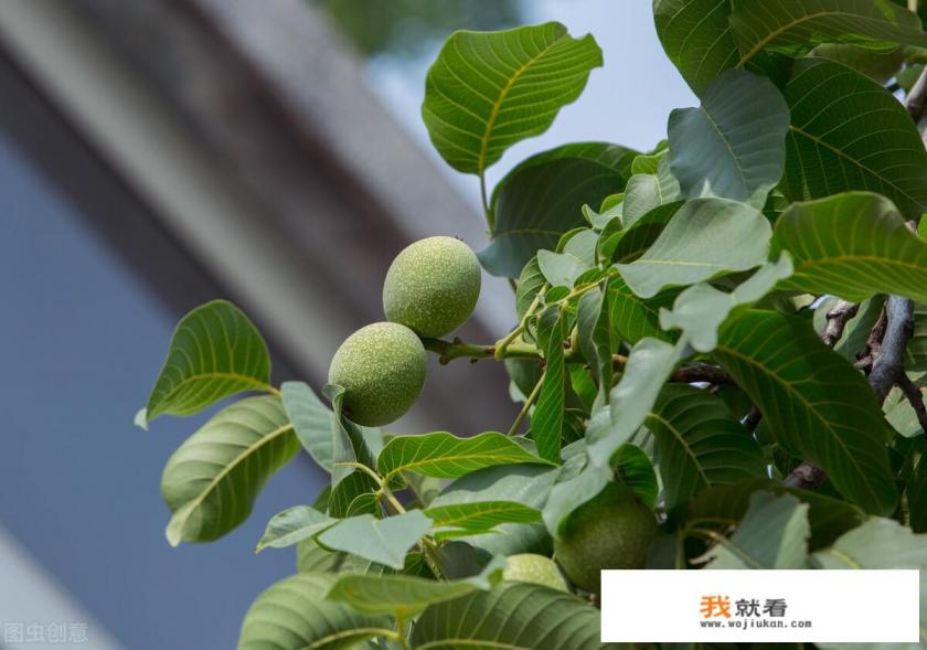 青核桃皮治疗白癜风效果好吗？