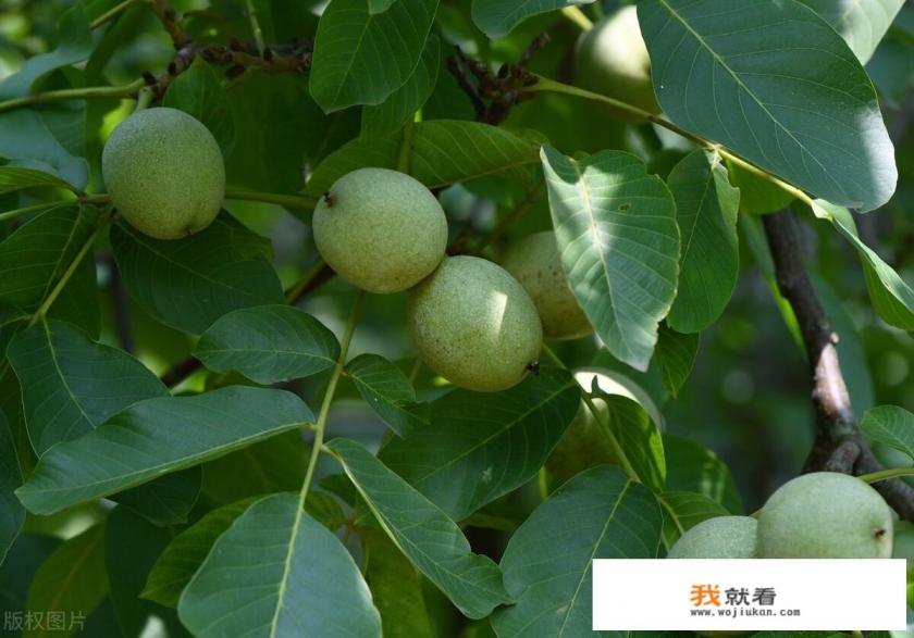 青核桃皮治疗白癜风效果好吗？