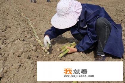 甘蔗的种植方法和配方？