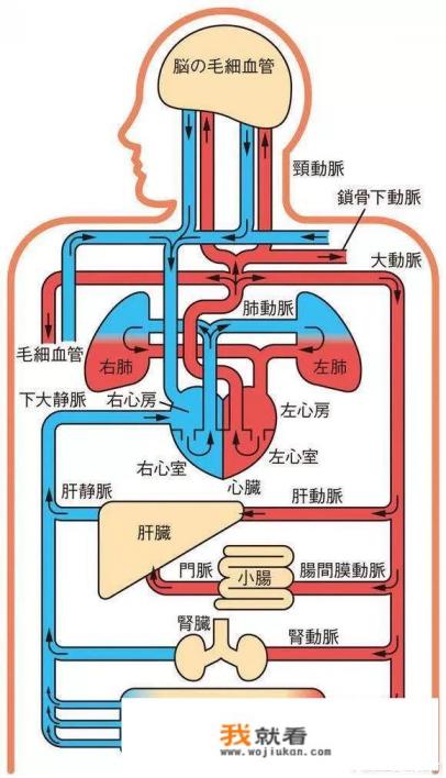 月经期吃什么排污补血？