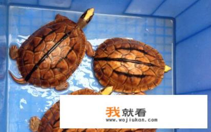 八角龟图片多少钱一只？