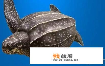 八角龟图片多少钱一只？