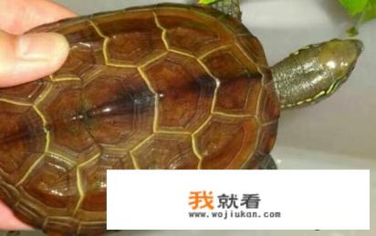 八角龟图片多少钱一只？