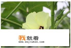 秋葵是一种什么植物？原产地在哪？