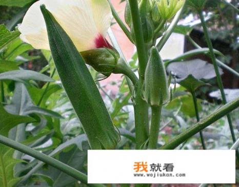 秋葵是一种什么植物？原产地在哪？